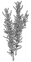 Rosmarin