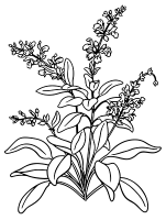 Salbei