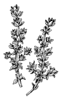 Thymian