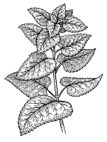 Zitronenmelisse